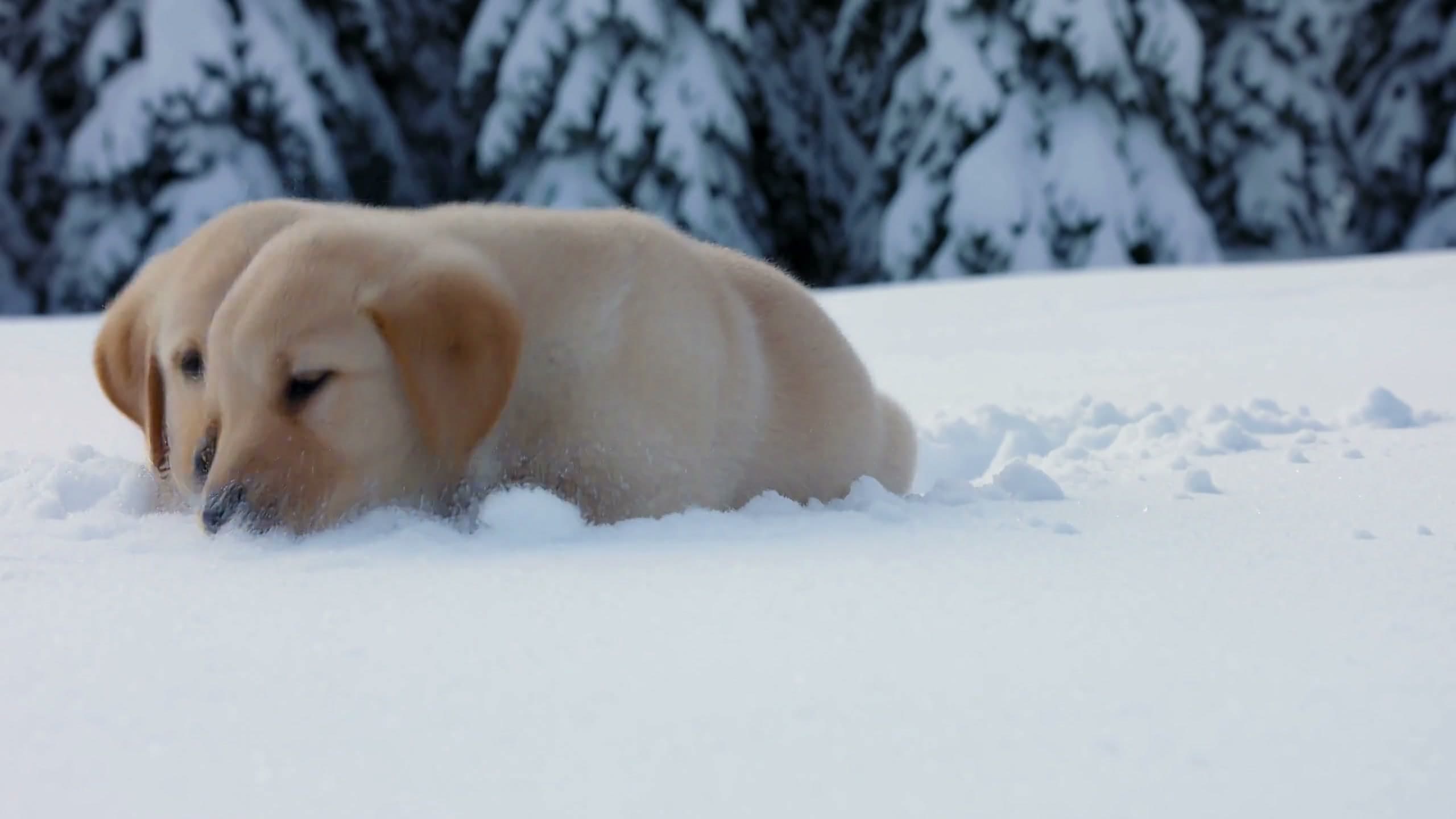 MiniMax H3 Motion Prompt: Labrador Puppies in Snow
